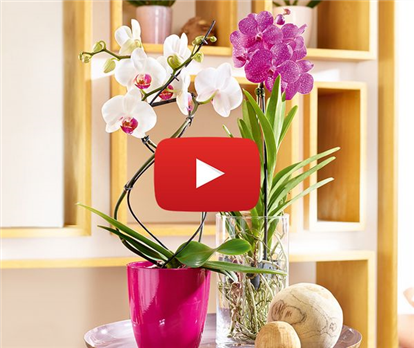 Video_Orchideen.jpg