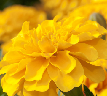 Gute Nachbarschaft im Beet 