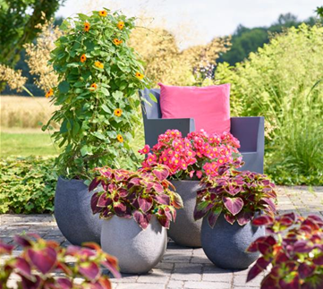 Sommerschönheiten für Balkon und Garten