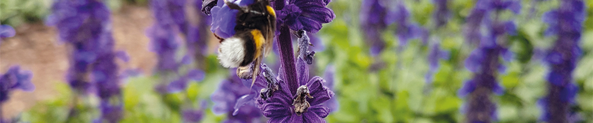 Jumbotron_Bienen.jpg Jumbotron_Bienen.jpg