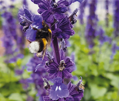 Insektenfreundliche Stauden und Pflanzen