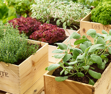 Sommerzeit ist Kräuterzeit