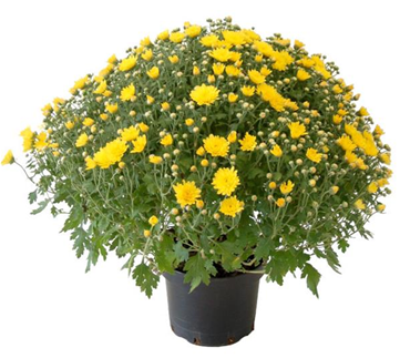 Chrysanthemen & Co.