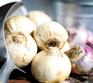 Pflanz den Frühling