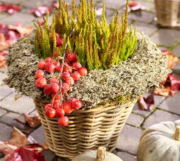 Gräser, Kürbisse & Co.