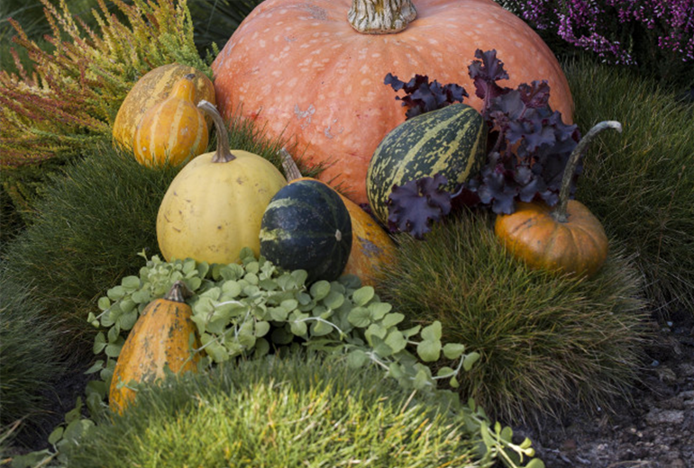 GS_Gräser_503031_Herbstimpressionen.jpg