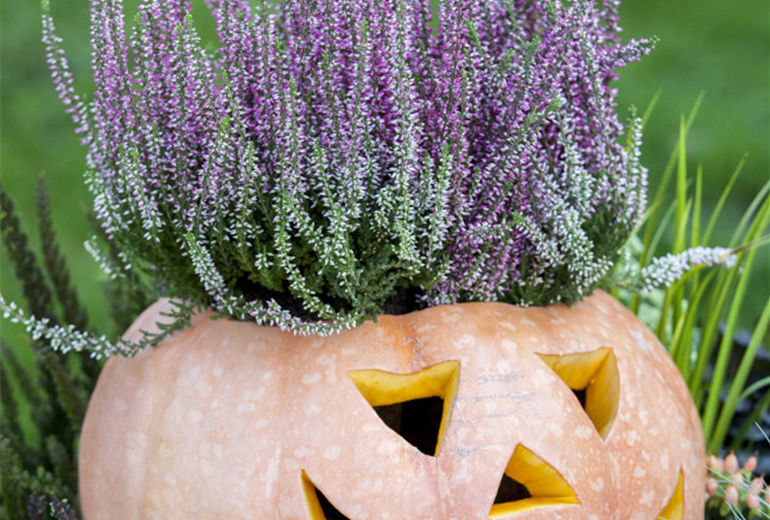 GS_Gräser_503173_Cucurbita maxima.jpg