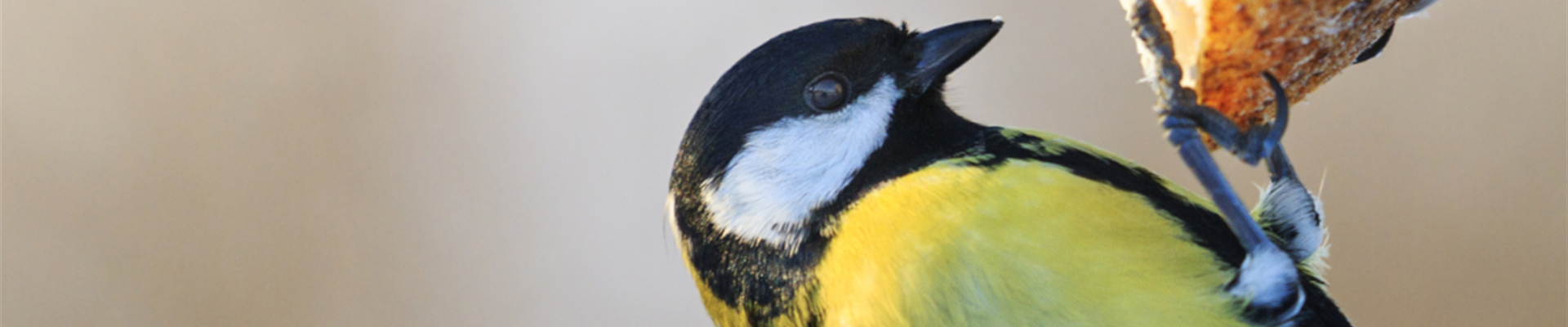 BE_Januar_Tippdesmonats_Wildvögel2.jpg BE_Januar_Tippdesmonats_Wildvögel2.jpg