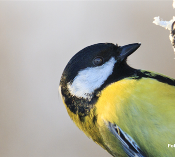 Wir fliegen auf Ganzjahresfütterung!