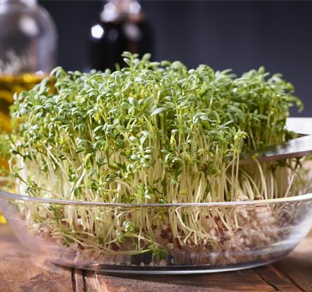 Vitaminbomben auf Brot