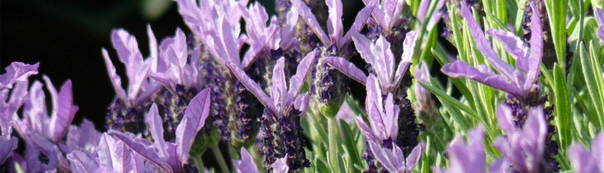 Lavendel 2013.jpg