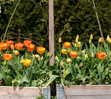 Den Frühlingszauber pflanzen