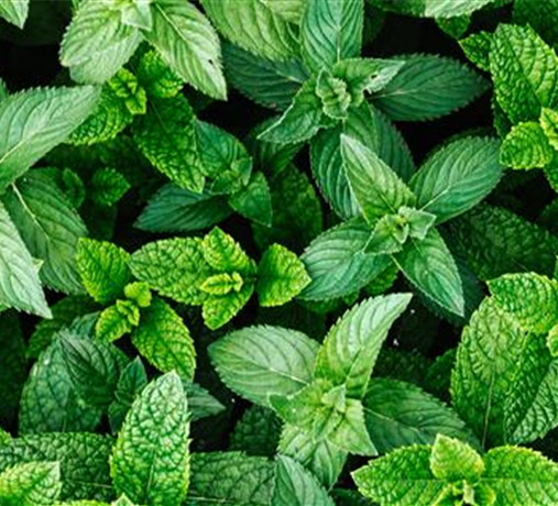 Gemüse, Kräuter & Obst