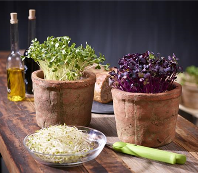 Es keimt! Es sprosst!