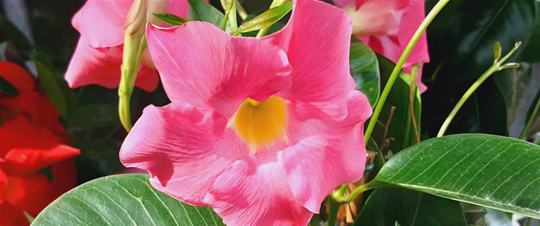 Dipladenia_rosa_Sonne_2.jpg