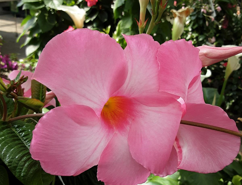 Dipladenia_rosa.jpg