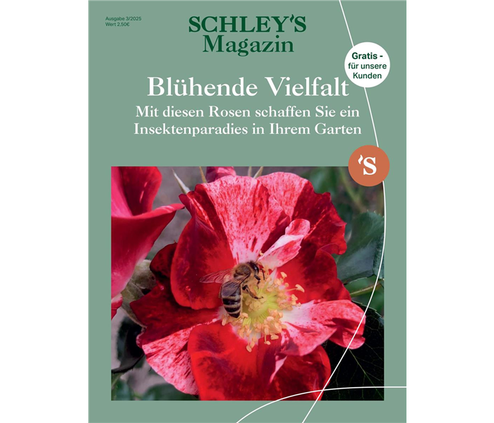 SchleyBo_Kundenmagazin_03-2025.jpeg SchleyBo_Kundenmagazin_03-2025.jpeg