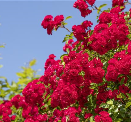 Die richtige Rosenpflege - Tipps & Tricks