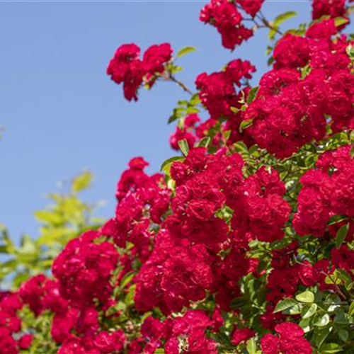 Die richtige Rosenpflege - Tipps &amp; Tricks