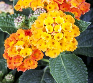 Duftende Blickfänger – Das Wandelröschen