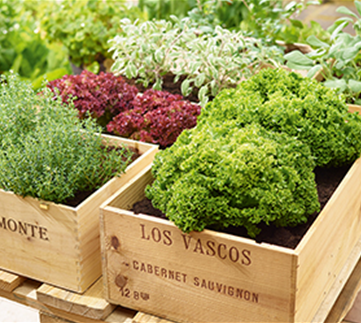 Gemüse-, Kräuter- und Obstgarten im August