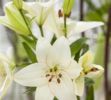 Lilien