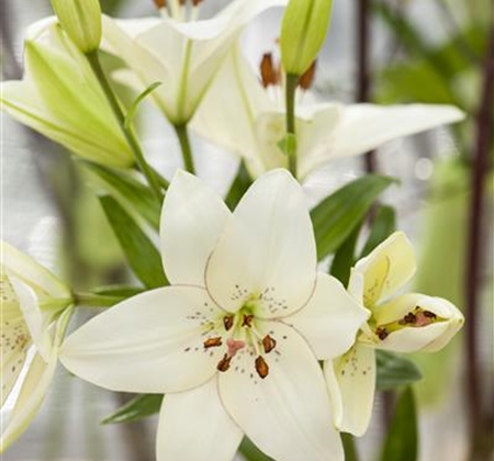 Lilien