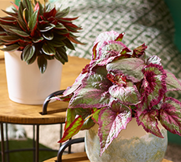 Zimmerpflanzen im November