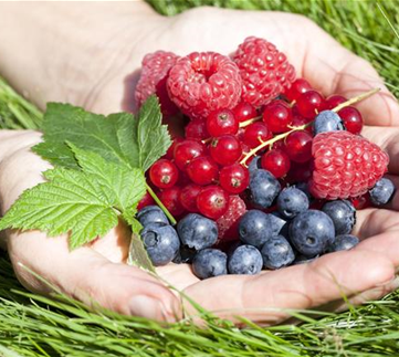 Naschgarten für die Terrasse