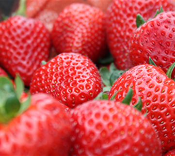 Jetzt Erdbeeren pflanzen