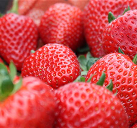 Jetzt Erdbeeren pflanzen