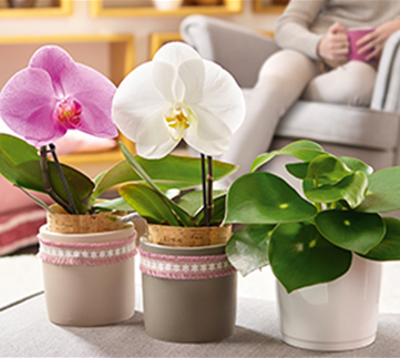 Zimmerpflanzen im Dezember