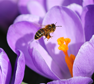 Bienenfreundliche Blumenzwiebeln