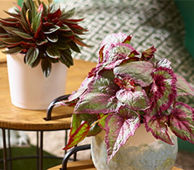 Zimmerpflanzen im September