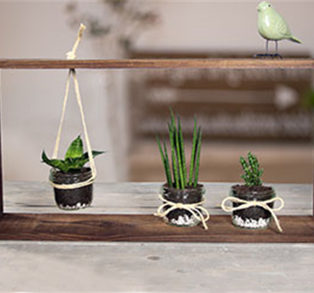 Deko mit Sukkulenten & Kakteen