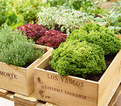 Gemüse-, Kräuter- und Obstgarten im Juni