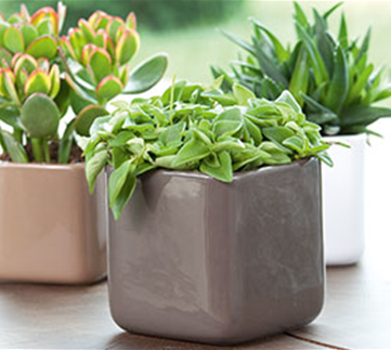 Dekorieren mit Zimmerpflanzen