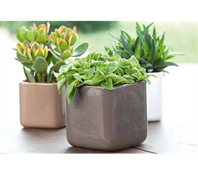 Dekorieren mit Zimmerpflanzen