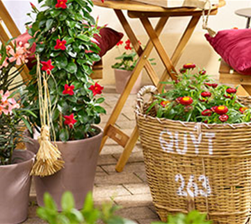 Feurige Blütenpracht