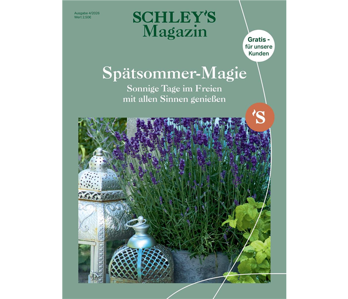 Titel SchleysMagazin_04_26_Page_1.jpeg