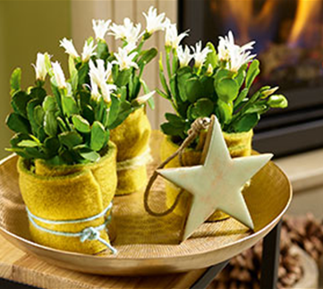 Weihnachtsdeko in Grün und Gold