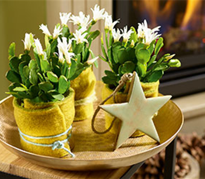 Weihnachtsdeko in Grün und Gold