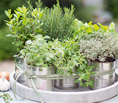 Grillen mit frischen Kräutern