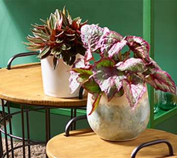 Wohnen mit Zimmerpflanzen