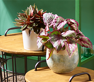 Wohnen mit Zimmerpflanzen