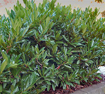 Heckenpflege im Frühjahr