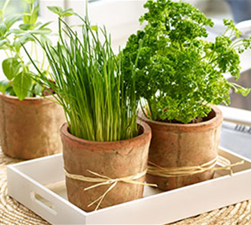 Kräuter von der Fensterbank