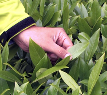 Mit Hecken gestalten