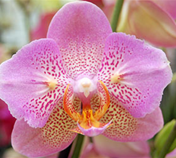 Orchideenblüte