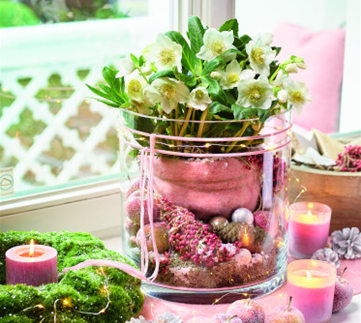 Blütenwunder Christrose